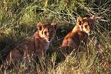 TANZANIA - Serengeti National Park - Leoni Lions - 18